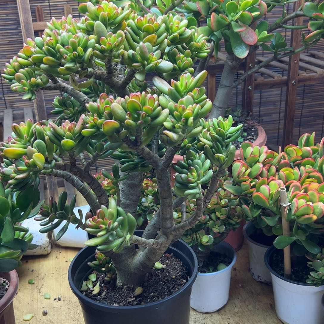 完全开放老桩招财猫 一物一拍