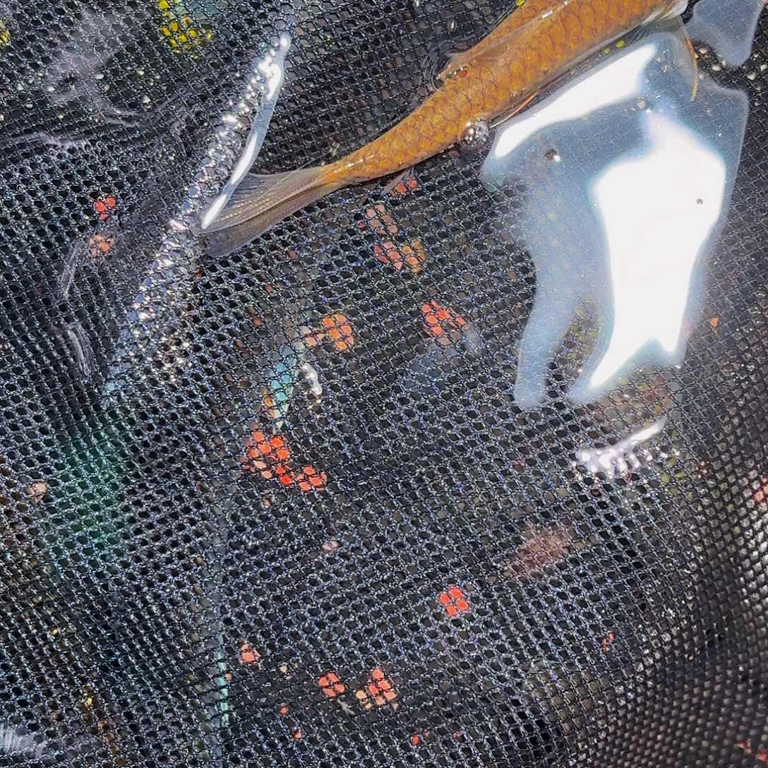 吉罗鱼赤鳞黑纹金吉罗