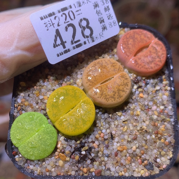 精品生石花220.428