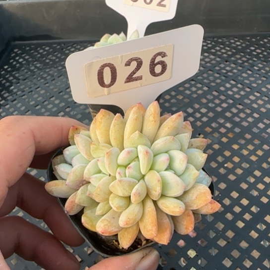 26 一物一拍多肉