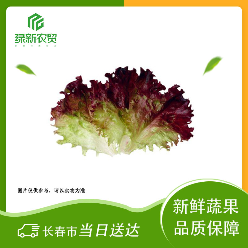 Y 紫叶生菜250g±50g/份 