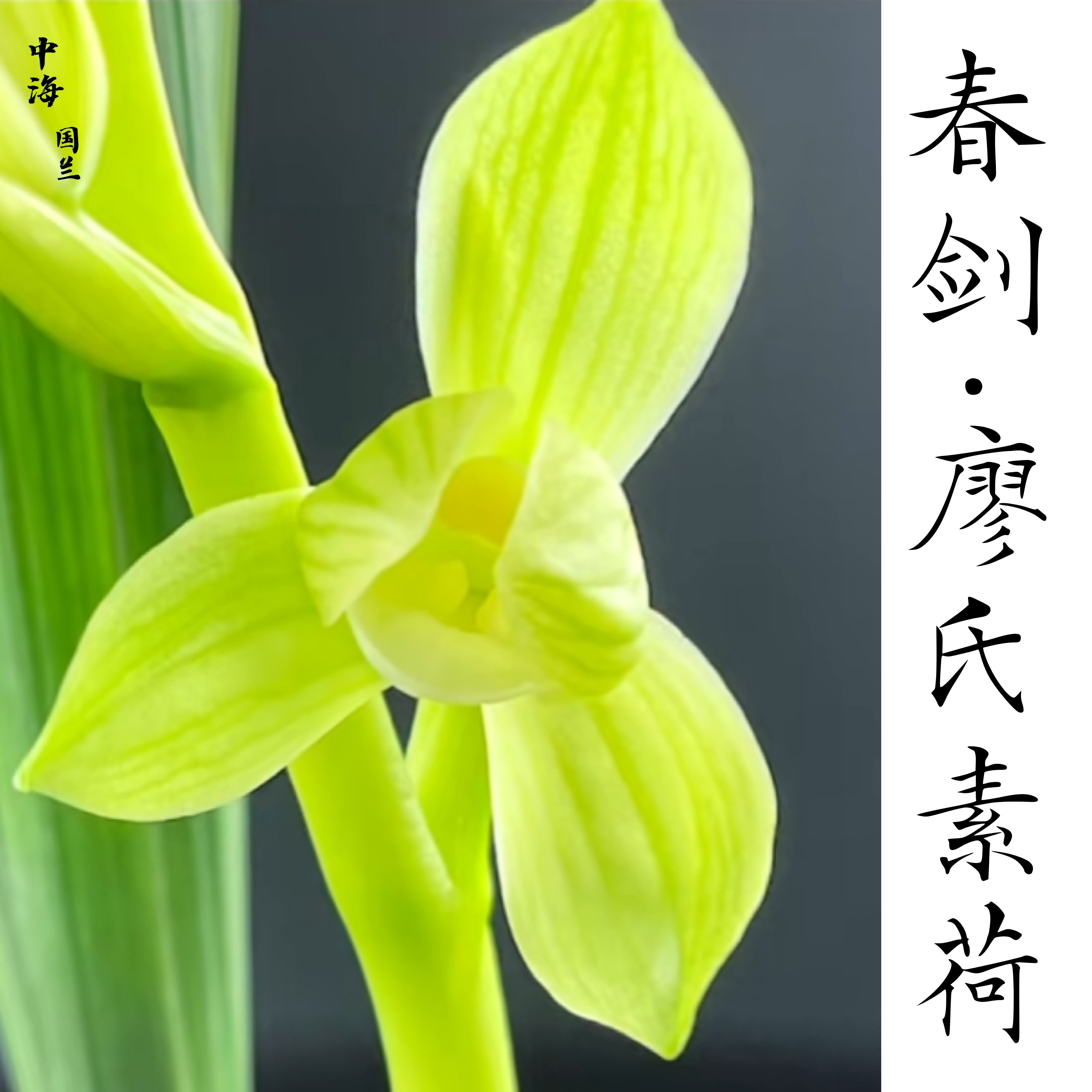 【廖氏素荷】春剑浓香红花素花盆栽室内阳台原生自然老品种阳台养兰