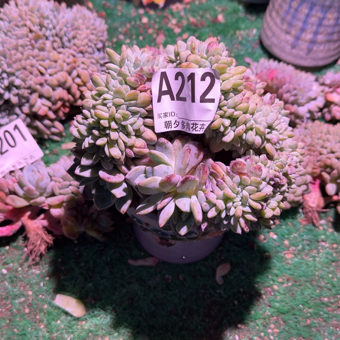 星影缀化三胸花呀呀呀