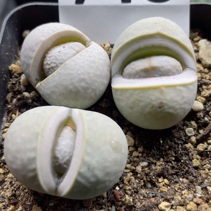 波**席713高尔夫带盆l l