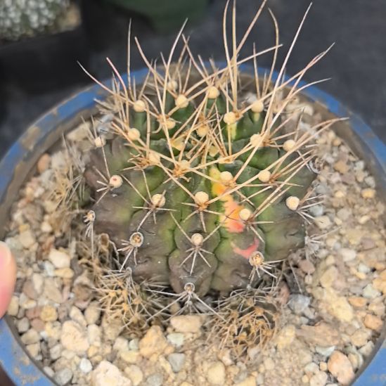 侧芽自根翠皇冠直径7.5裸根发货