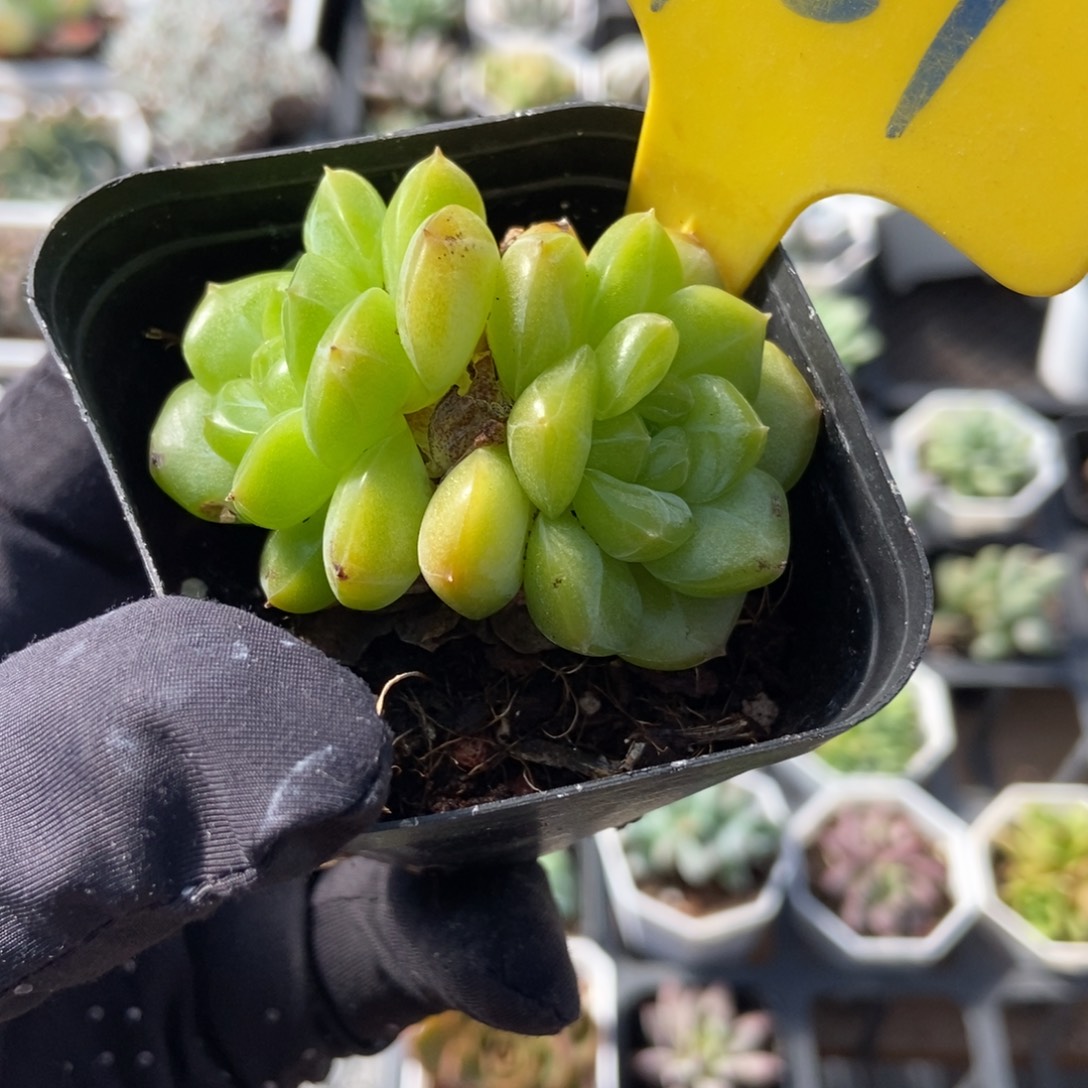 951琴心多肉植物多去