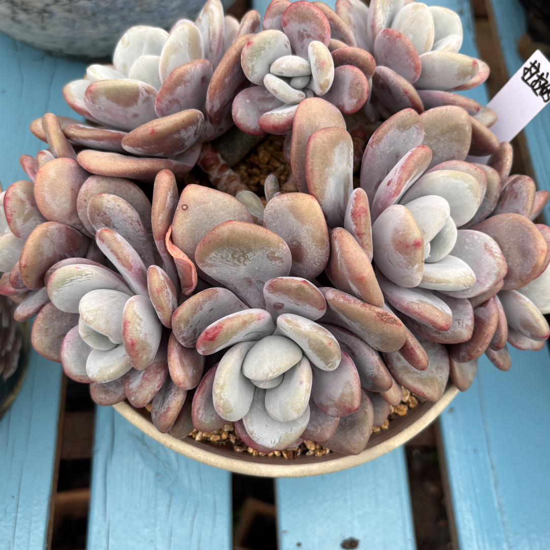 一物一拍多肉植物