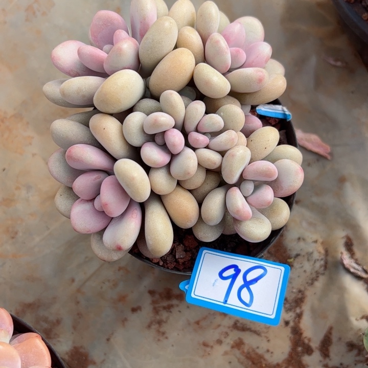 98桃蛋平平安安健健康康