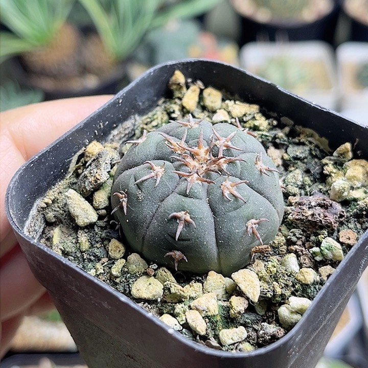 猫爪实生球一颗3公分+