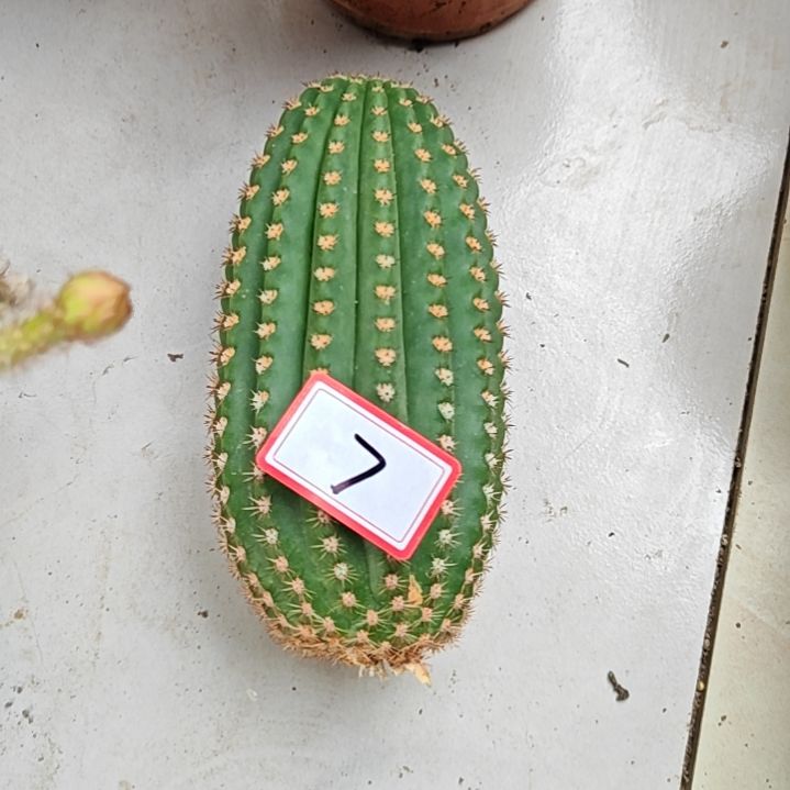 毛花柱侧芽15*7CM7
