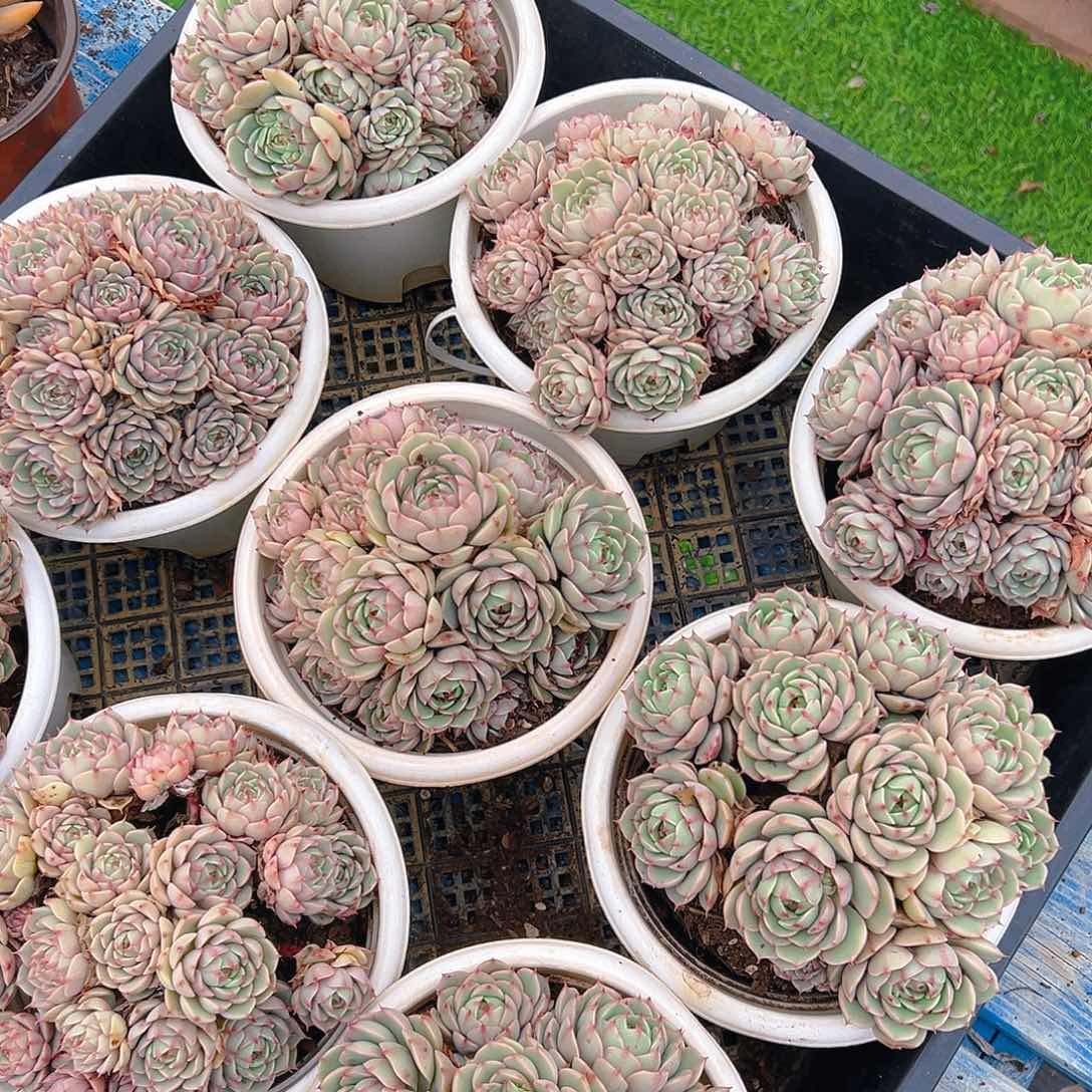 150杯苯巴蒂斯，满18包邮