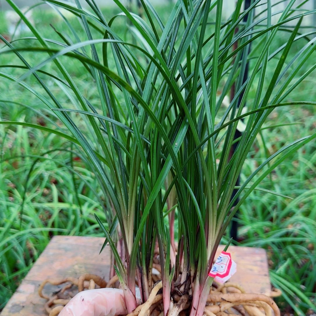 祥***饭当前无花栽培后可以开花