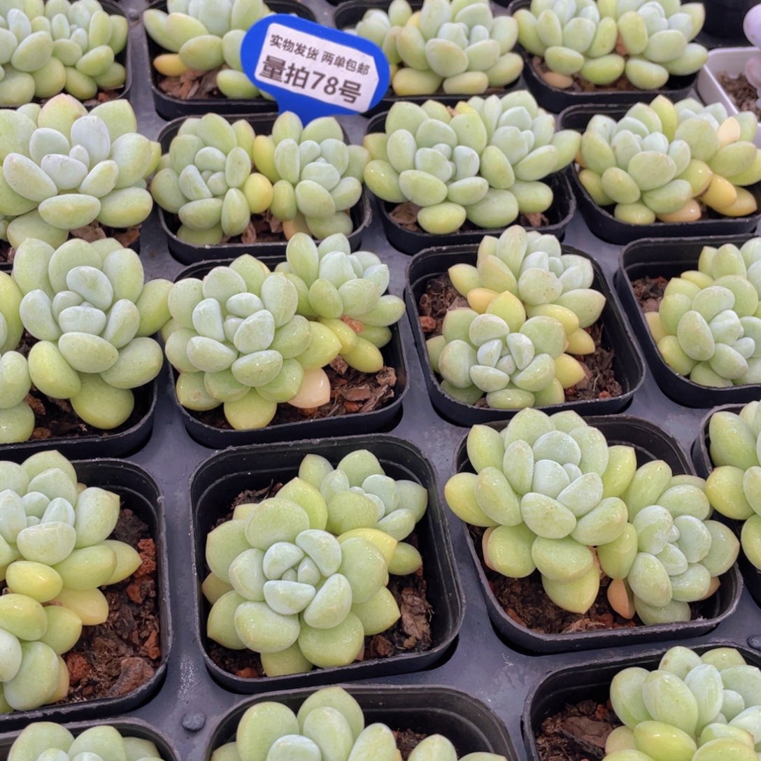 量拍78号 泡泡糖双头一个