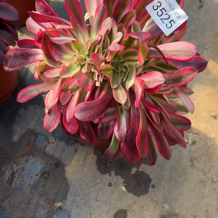 美杜莎坠多肉法师3525