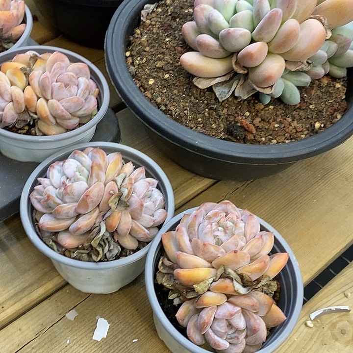 多头石榴籽星影2盆发货