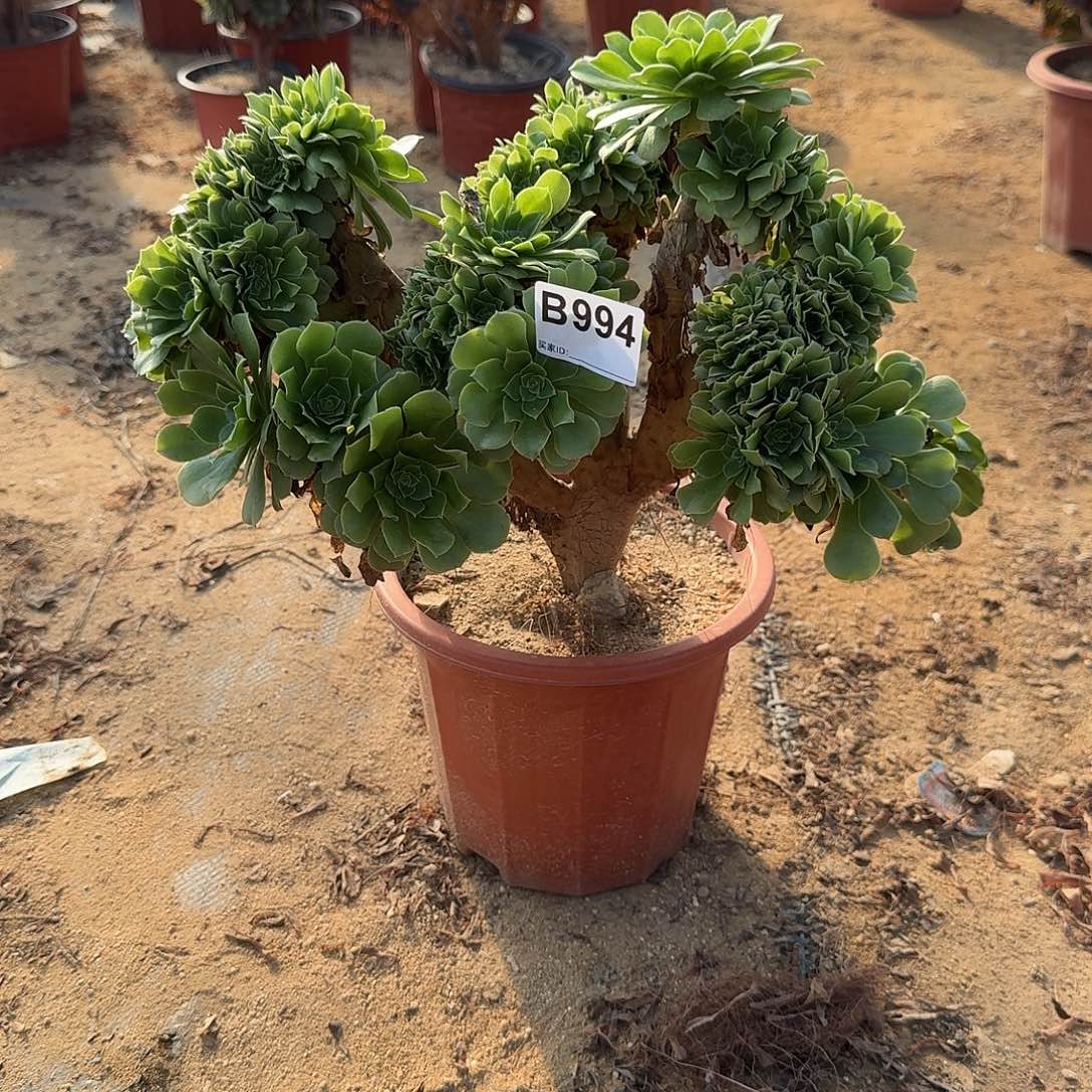 994绿缀有侧修一颗呀