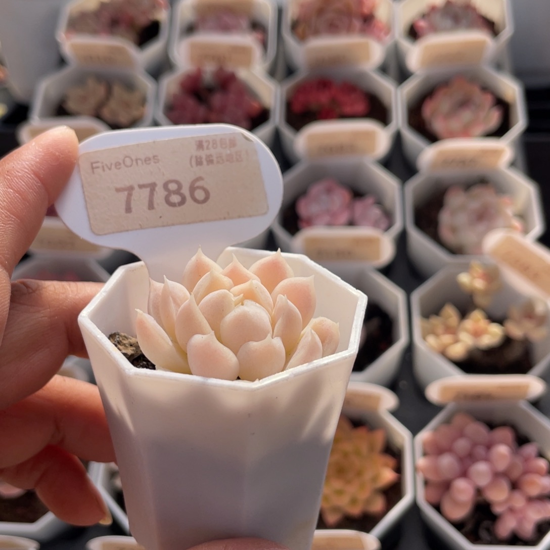 麦秆7786-3.5厘米