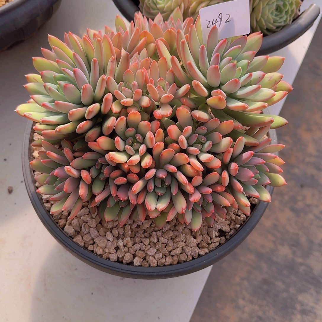 2492祥云美人多肉植物