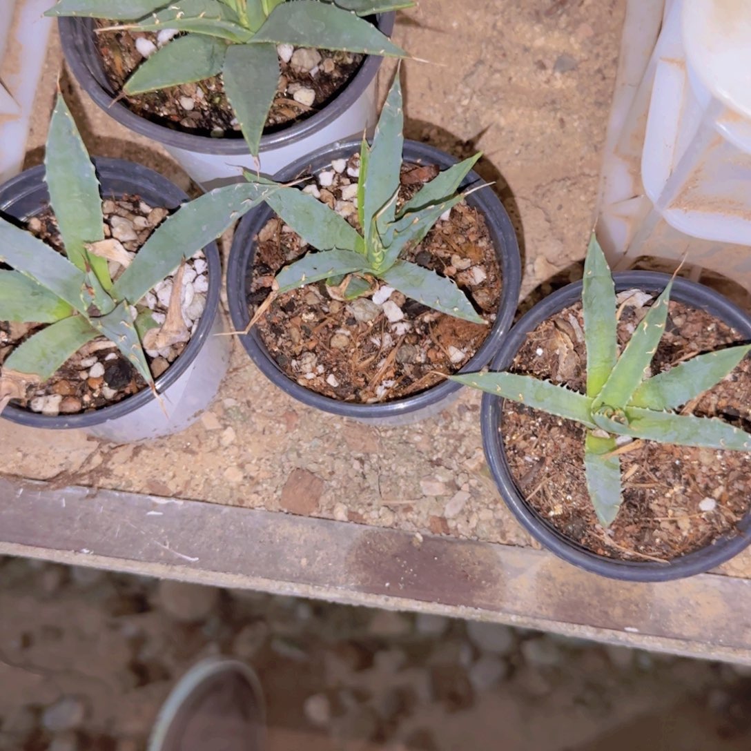 纯***发块根植物块根植物