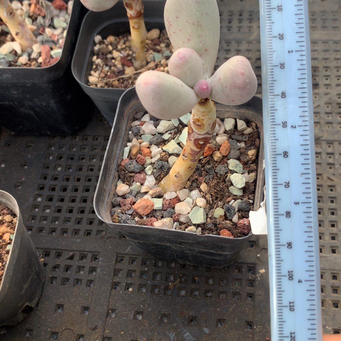 24.7米可奶 不凑满28元发一片叶 不售后 到付