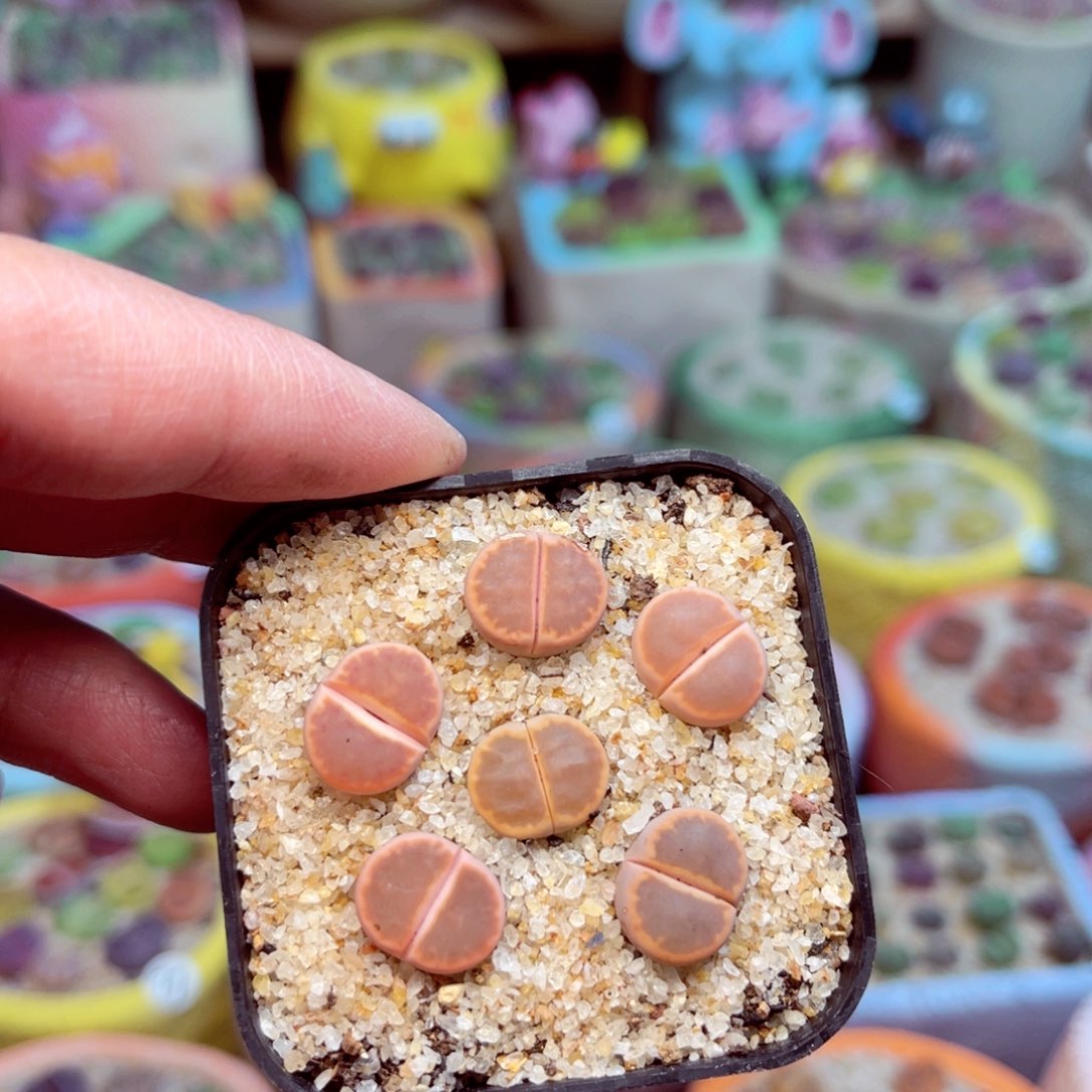 988。888888888856555555