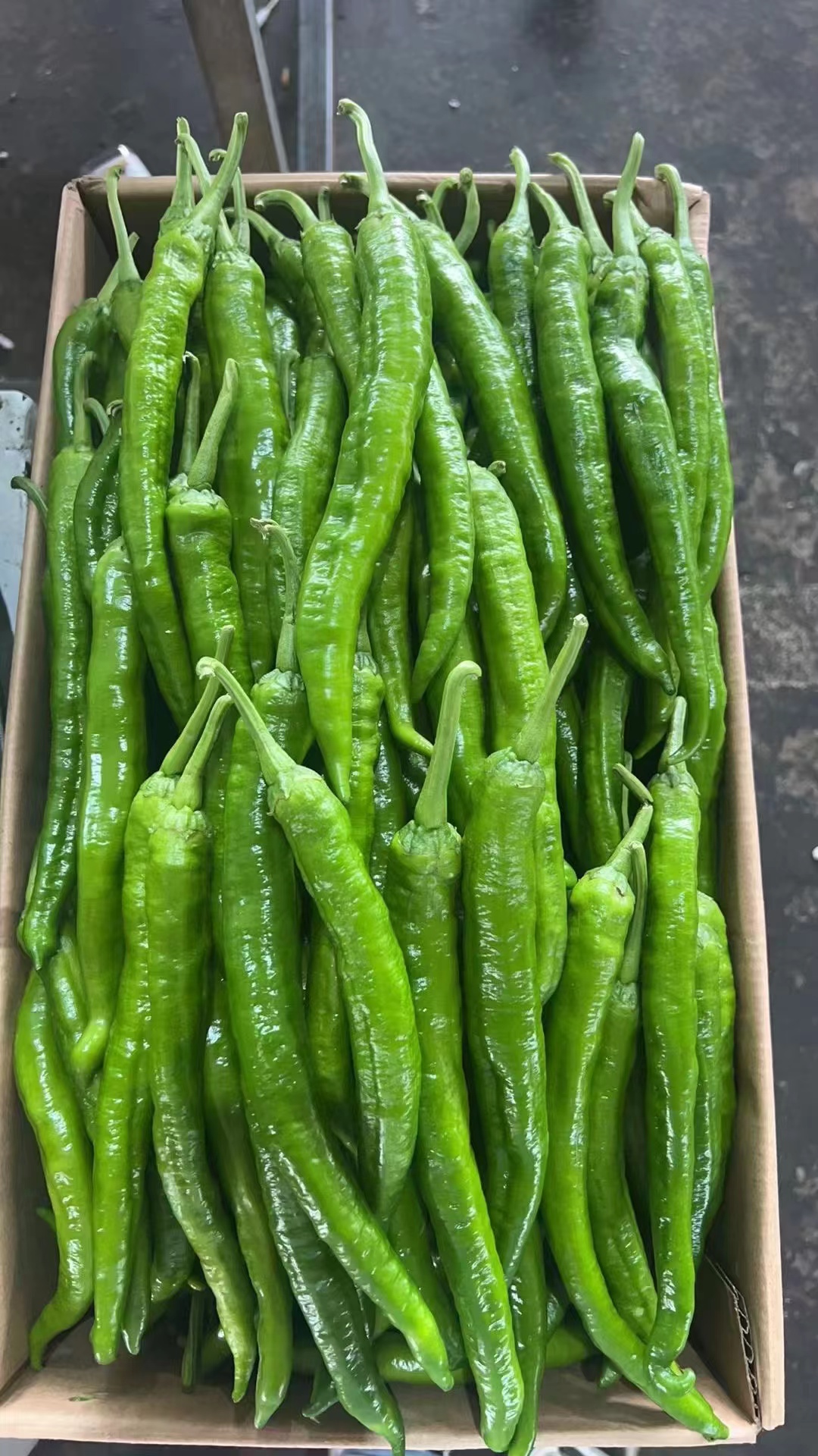 湖南本地现摘辣椒软皮薄皮可用于小炒肉产地直发辣椒新鲜现摘青椒