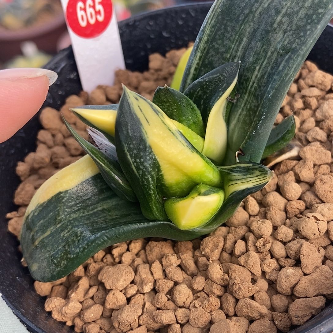 665卧牛实生锦带盆发货