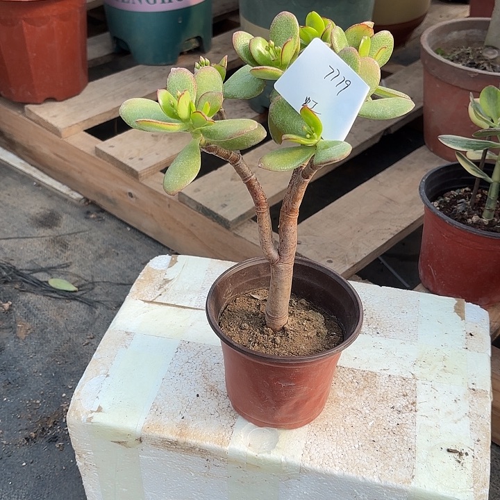 陪***4当前无花栽培后可以开花韩国紫叶20