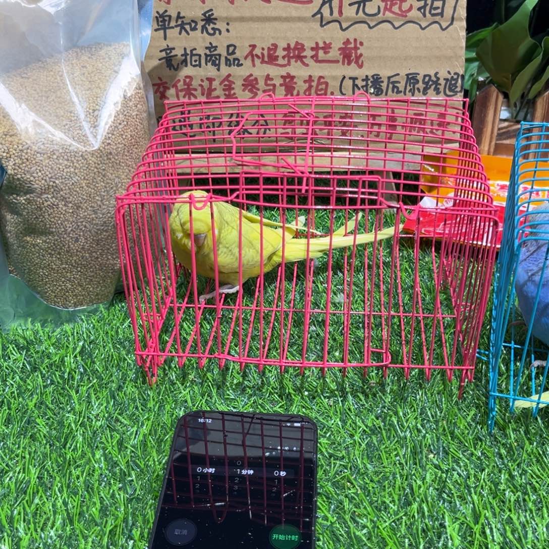 Y***虎皮鹦鹉虎皮鹦鹉一只，一物一拍不退换竞拍