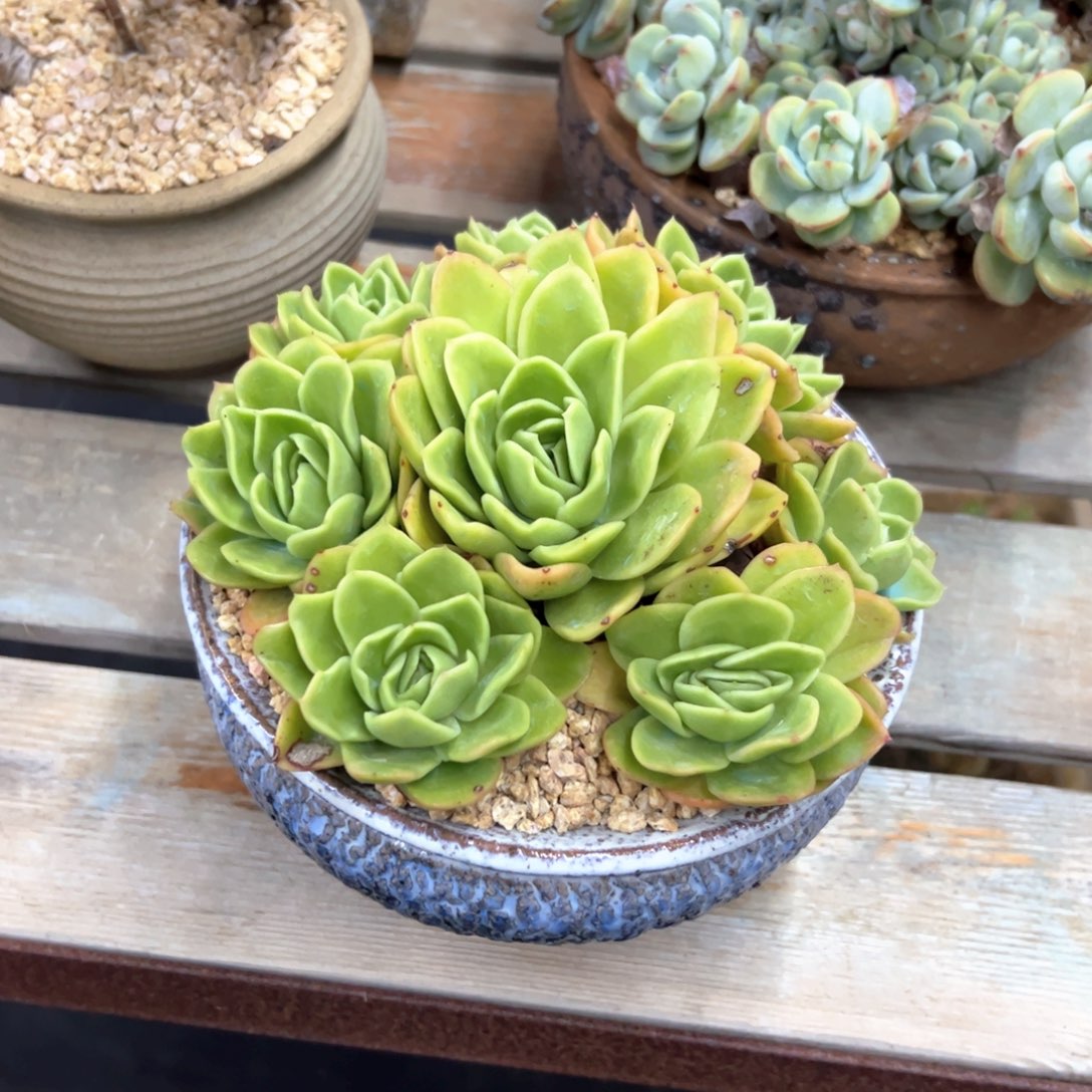 冰玫瑰28零零多肉植物