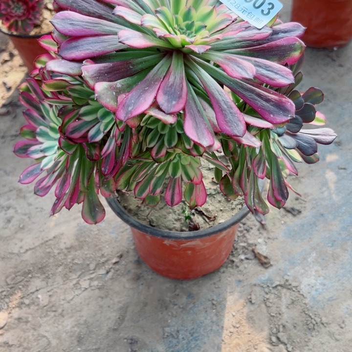 603舞天姬多肉植物