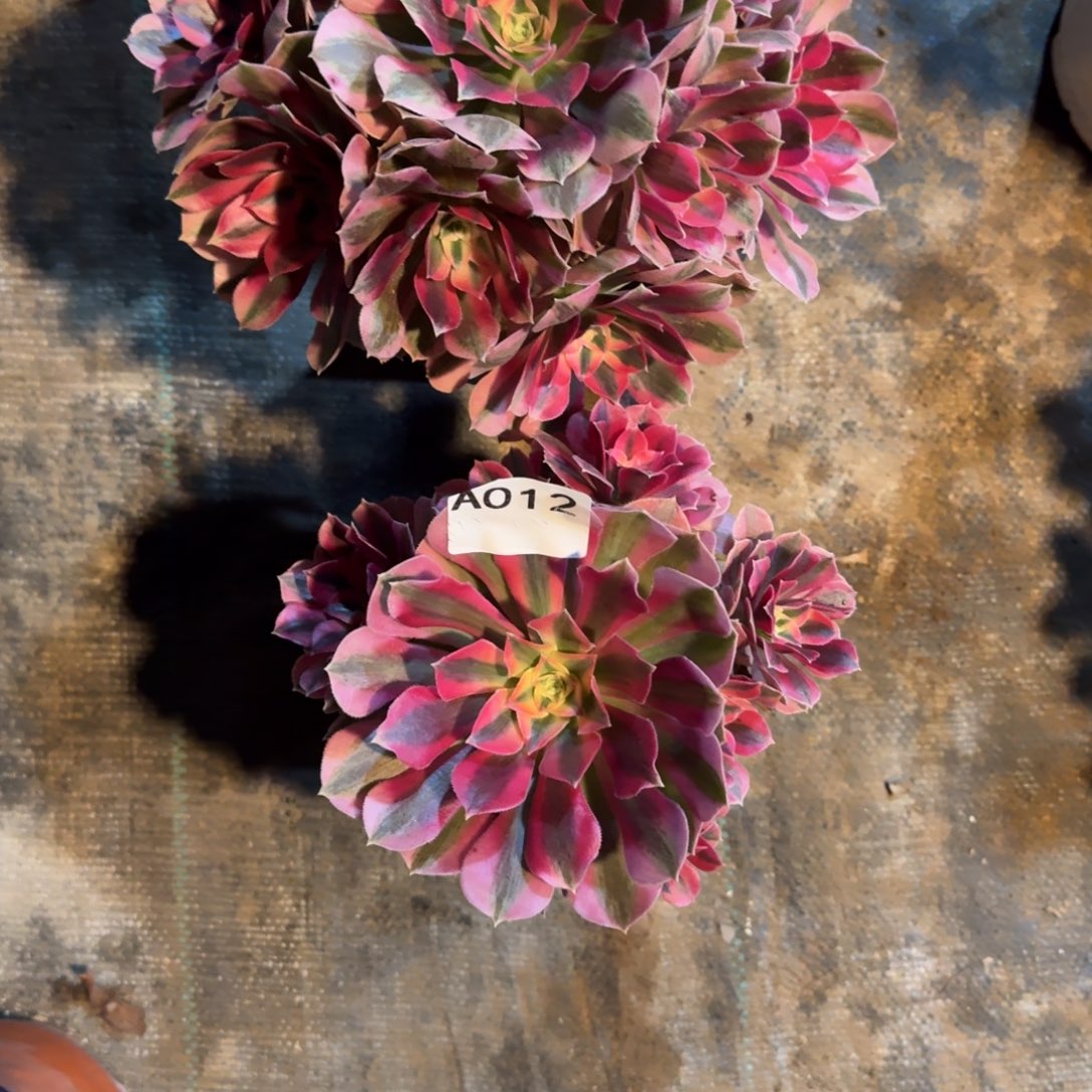 致***春初恋组合012.013，