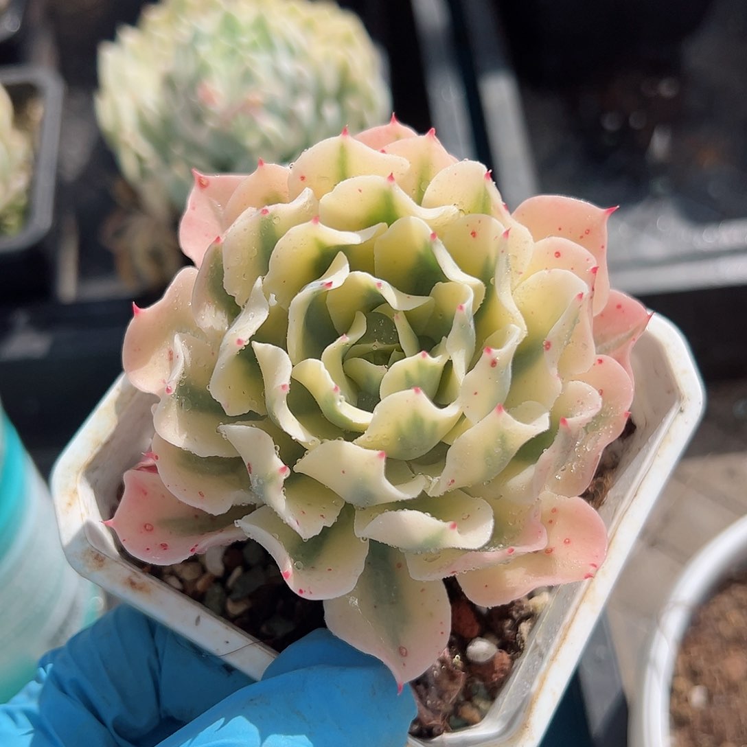 海啸锦，覆轮锦多肉植物