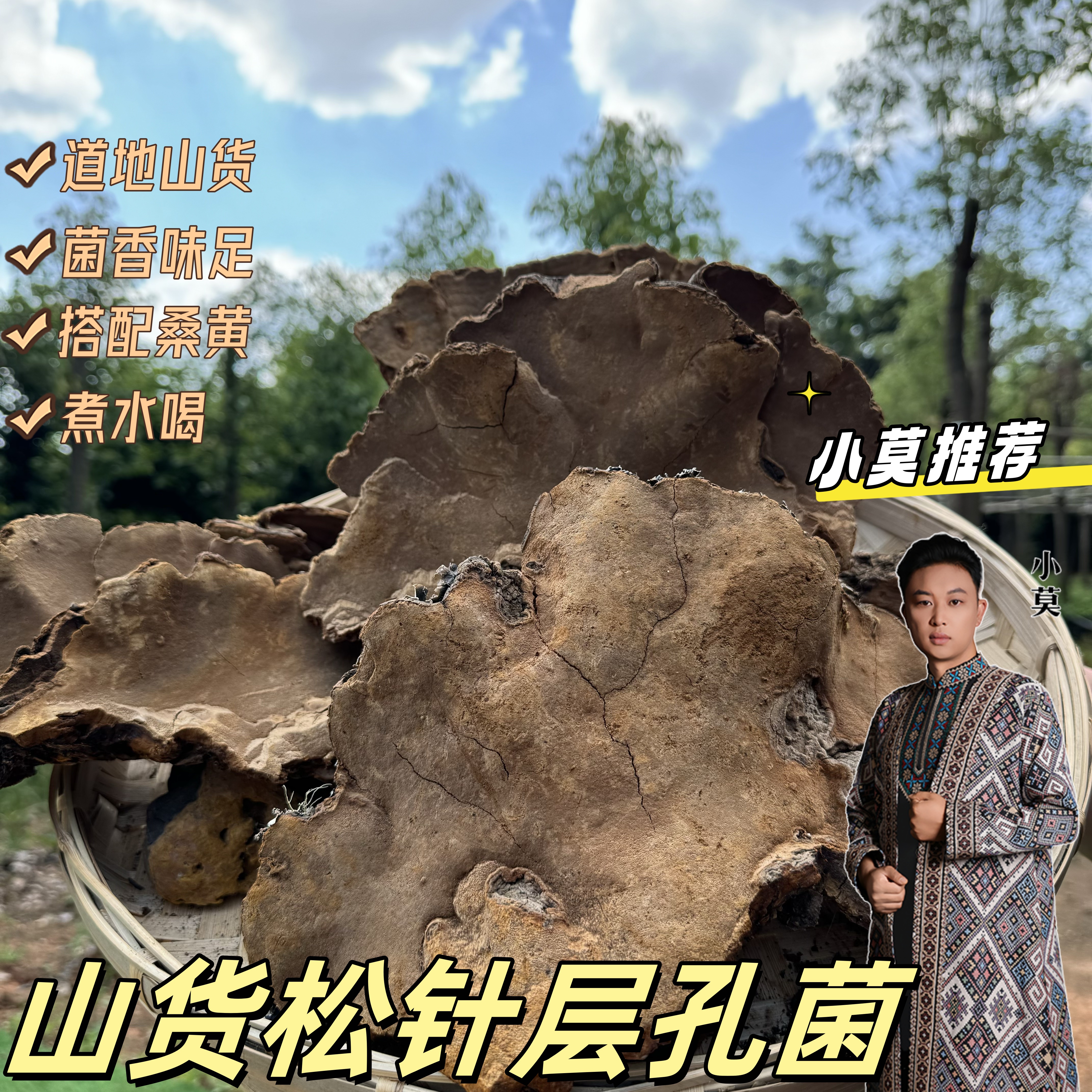 【松针层孔菌】 500g起   云南山货  搭配灵芝桑黄桦树茸     