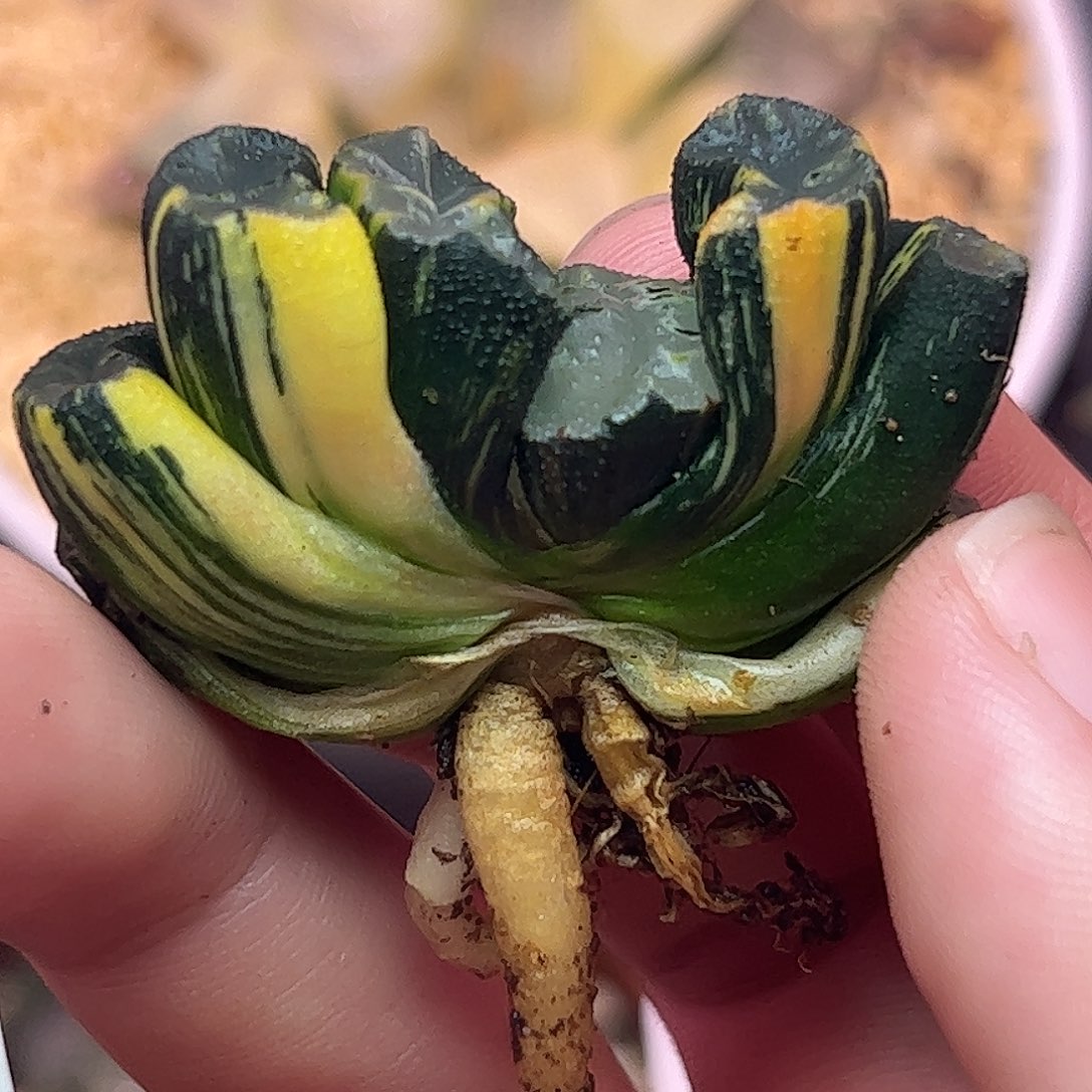 737道长锦十二卷多肉植物