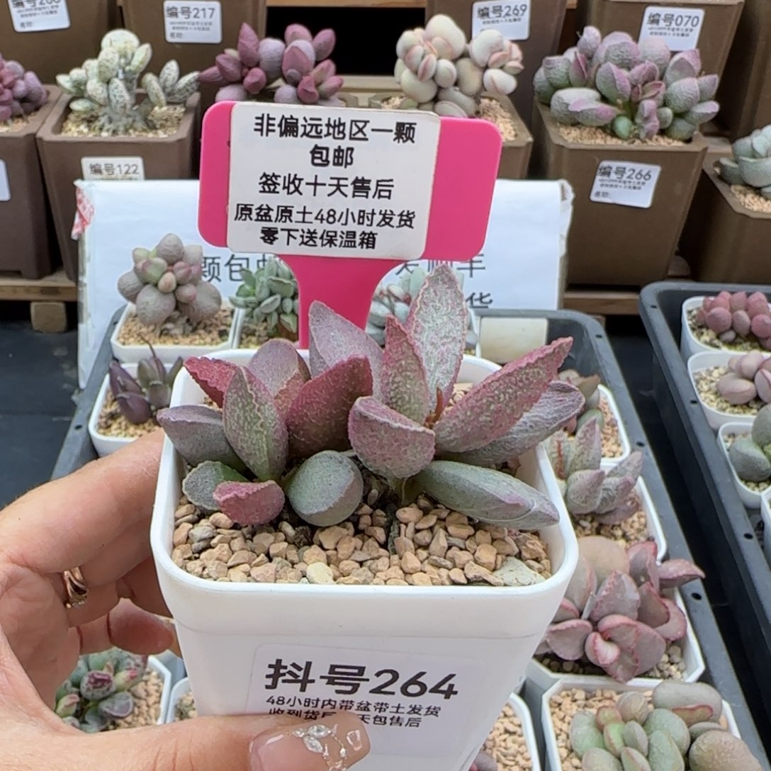 264粉红小猪多肉植物