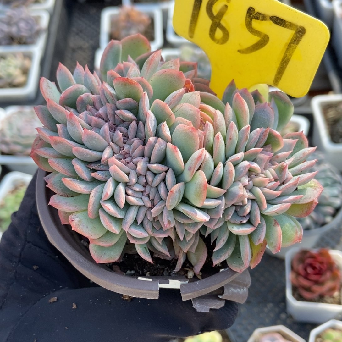 1857莎莎女王缀多肉植物