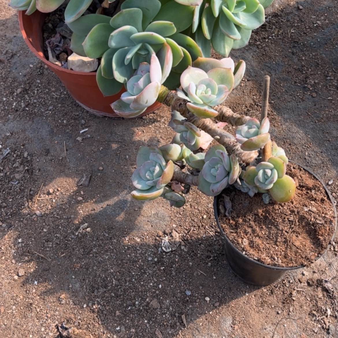 【闪购商品】无花朵卖****?