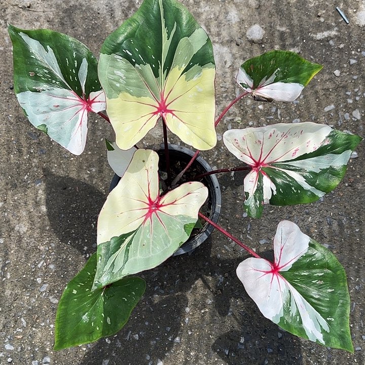 阿***彩25-1023众神聚会彩叶芋泰国