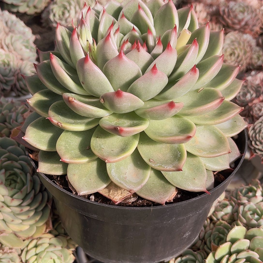 明****托斯卡99999999999