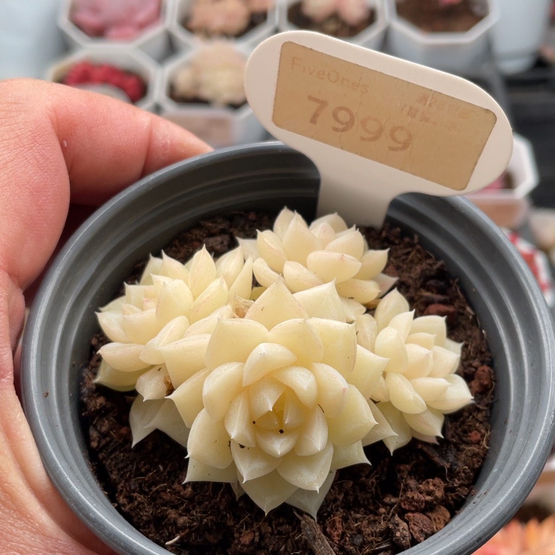 白天鹅7999-7厘米