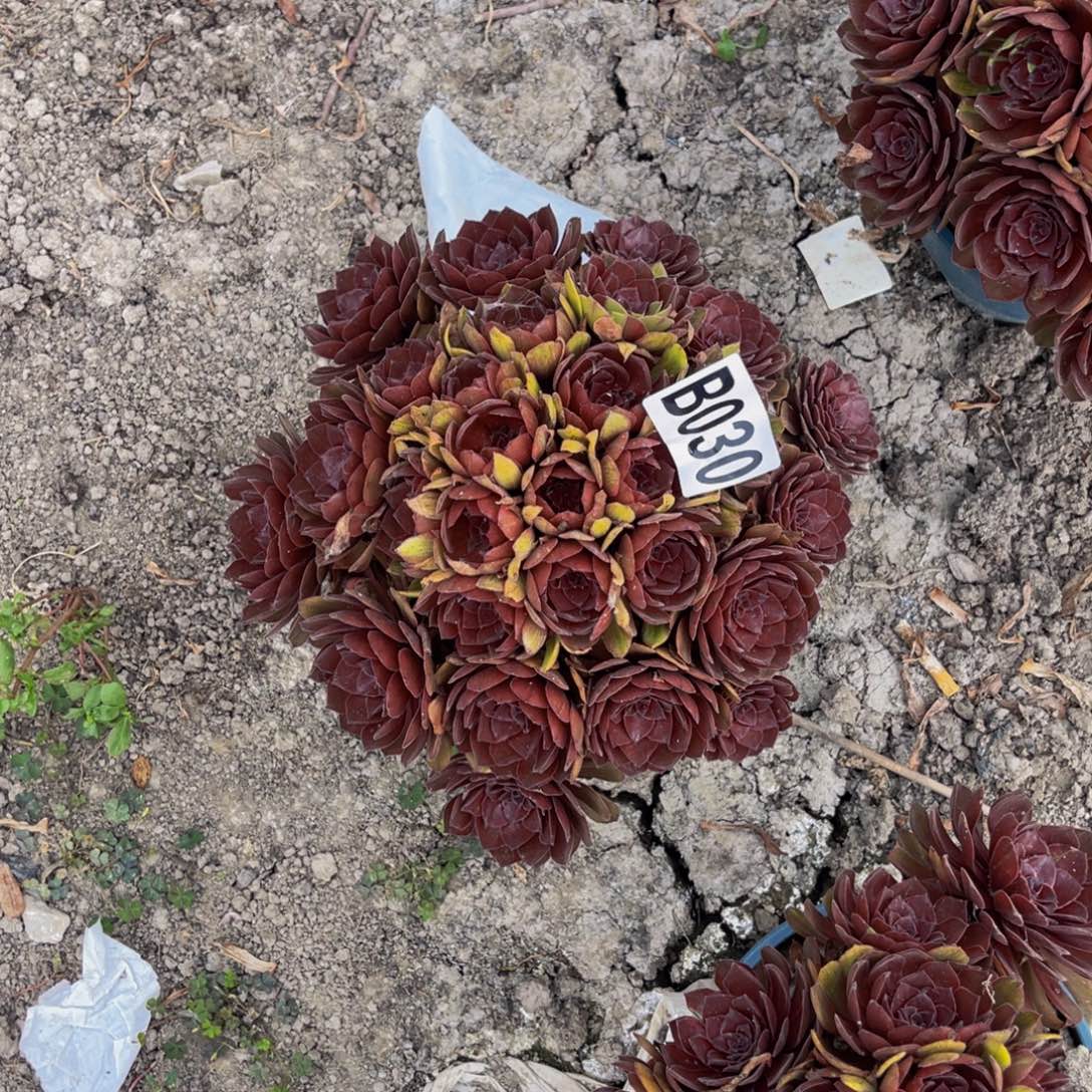 千面男爵32—-5包邮