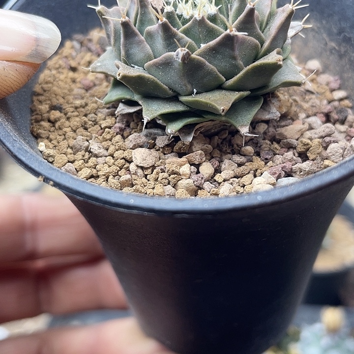 实生帝冠一颗包邮