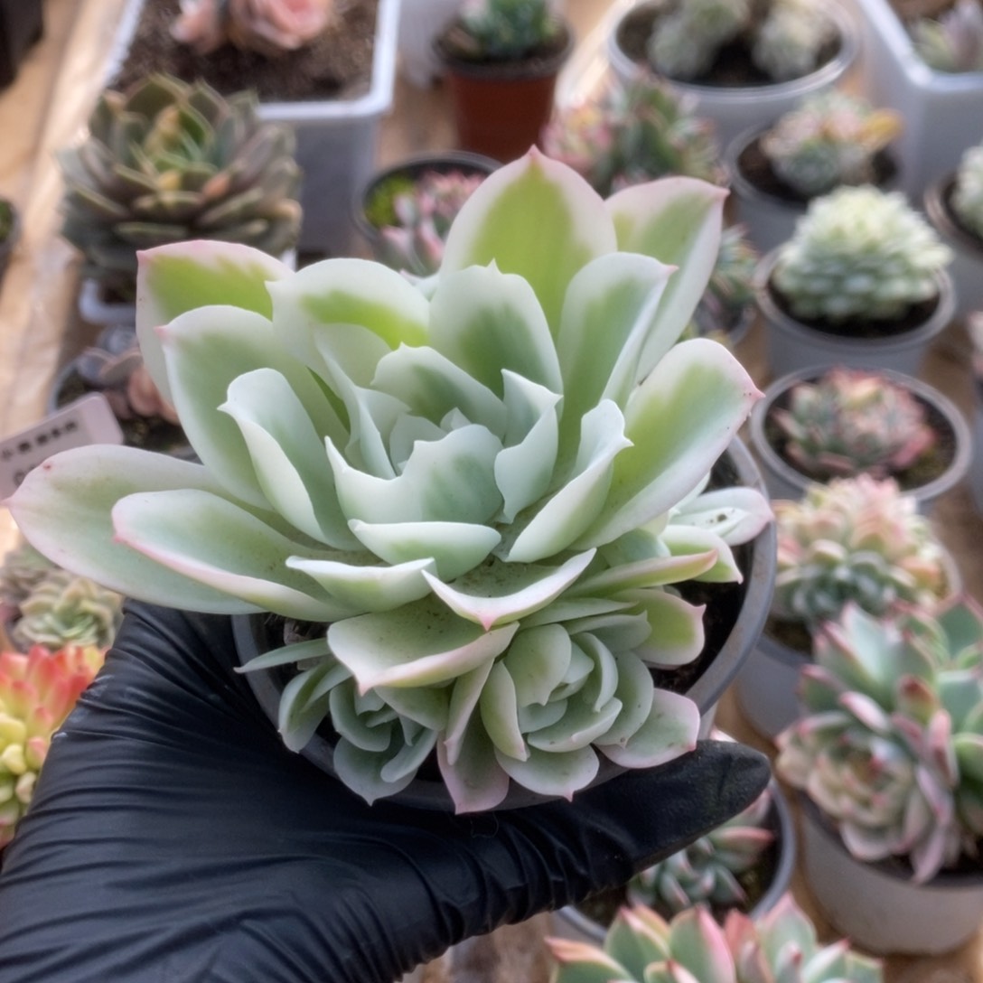 309柠檬玫瑰锦锦锦锦锦