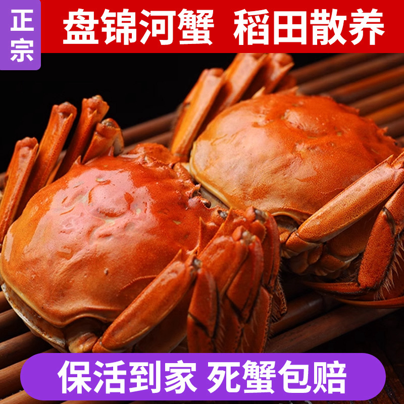 【活蟹】盘锦河蟹母蟹1.3-1.0两，盘锦稻田蟹，3斤，产地直发