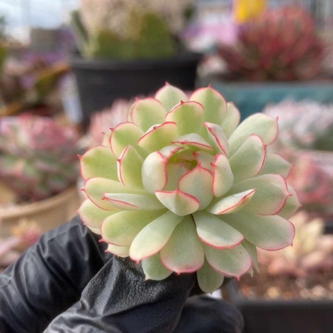 19白覆轮梦幻玫瑰侧芽锦锦锦