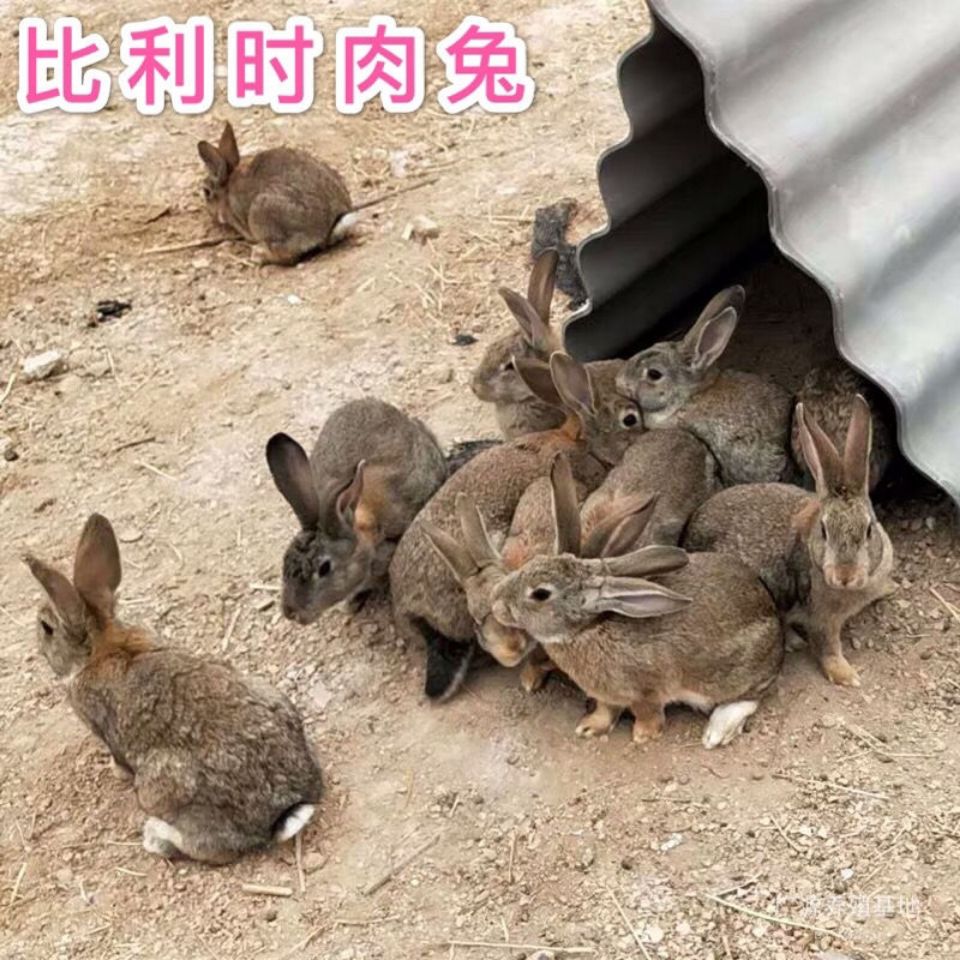 【冷链冰袋发货】大型肉比利时灰色肉兔苗生鲜抗病强肉质好