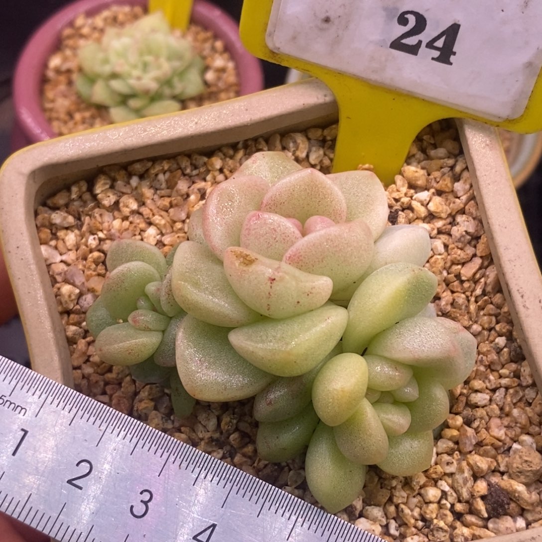 524冰玉石化锦，带锦的