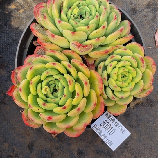 百*果十里桃花50010多肉