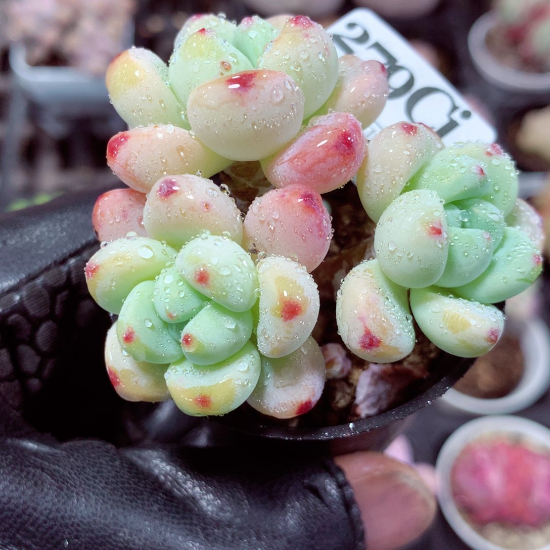 5厘米盆精控多肉279